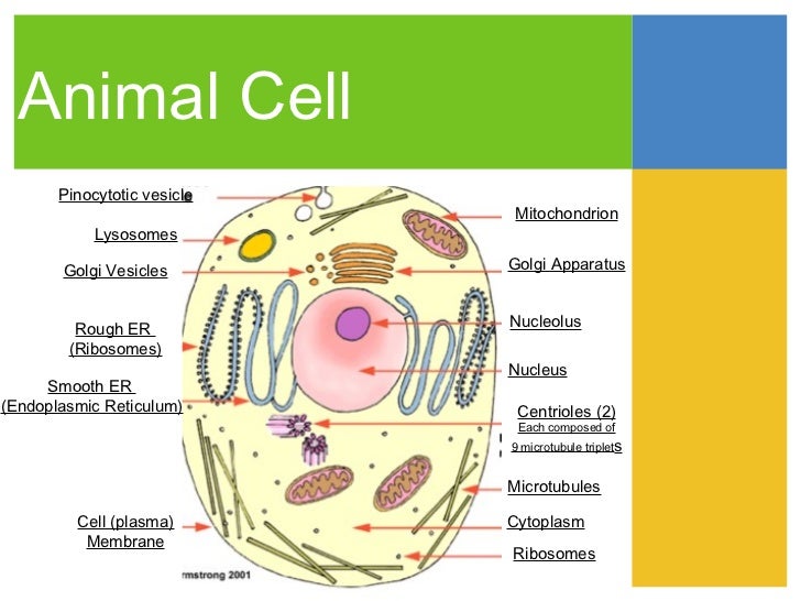Cell tour