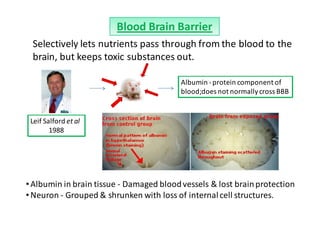 Blood Brain Barrier
 Selectively lets nutrients pass through from the blood to the
 brain, but keeps toxic substances out.

                                          Albumin - protein component of
                                          blood;does not normally cross BBB


 Leif Salford et al
        1988




• Albumin in brain tissue - Damaged blood vessels & lost brain protection
• Neuron - Grouped & shrunken with loss of internal cell structures.
 