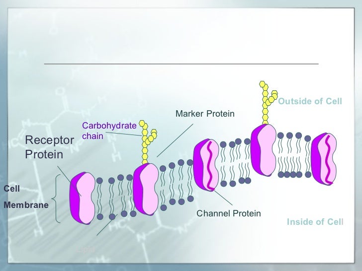 Cell transport