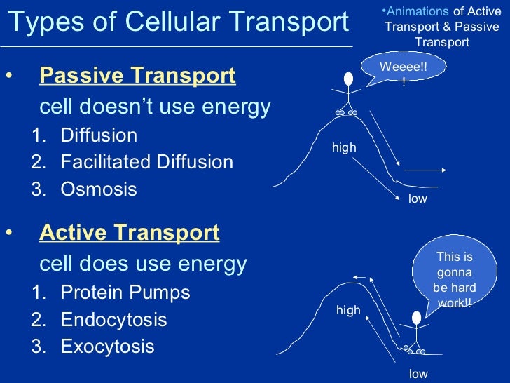 types of passive transport