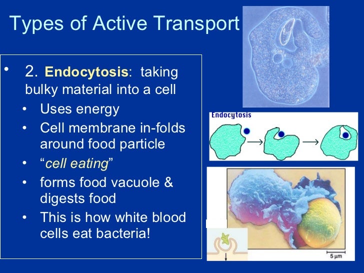 Cell transport