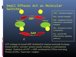 Cell transport | PPT