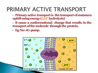  Primaryactive transport is thetransport ofsustances
uphillusingenergy(ATP hydrolysis)
 It cause a conformational change that results in the
transport ofthemolecule throughthe protein.
 Eg.Na+-K+pump.
 