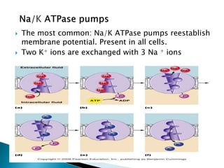  The most common: Na/K ATPase pumps reestablish
membrane potential. Present in all cells.
 Two K+ ions are exchanged with 3 Na + ions
 