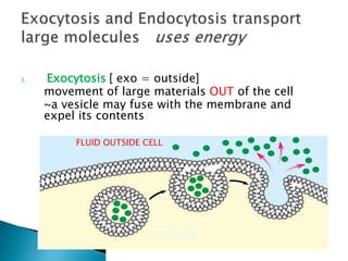 1. Exocytosis [ exo = outside]
movement of large materials OUT of the cell
~a vesicle may fuse with the membrane and
expel its contents
CYTOPLASM
FLUID OUTSIDE CELL
 