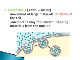 2. Endocytosis [ endo = inside]
movement of large materials to INSIDE of
the cell
~membrane may fold inward, trapping
materials from the outside
 
