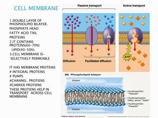 CELL MEMBRANE
1.DOUBLE LAYER OF
PHOSPHOLIPID BILAYER.
PHOSPHATE HEAD
FATTY ACID TAIL
PROTEINS
2.IT CONTAINS
PROTEINS(60-70%)
LIPID(40-50%).
3.CELL MEMBRANE IS-
SELECTIVELY PERMEABLE
IT HAS MEMBRANE PROTEINS
# INTEGRAL PROTEINS
# PUMPS
#CHANNEL PROTIENS
#CARRIER PROTIENS
THESE PROTIENS HELP IN
TRANSPORT ACROSS CELL
MEMBRANE
 