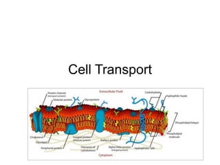 Cell Transport
 