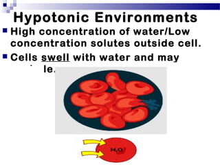 Hypotonic Environments
 High concentration of water/Low
concentration solutes outside cell.
 Cells swell with water and may
explode.
 