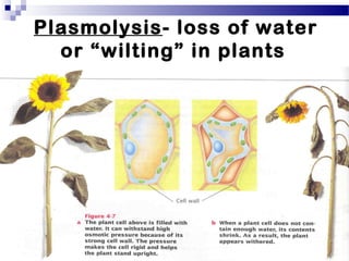 Plasmolysis- loss of water
or “wilting” in plants
 