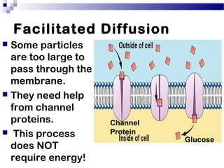 Facilitated Diffusion
 Some particles
are too large to
pass through the
membrane.
 They need help
from channel
proteins.
 This process
does NOT
require energy!
Glucose
Channel
Protein
 