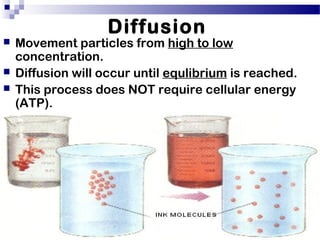 Diffusion
 Movement particles from high to low
concentration.
 Diffusion will occur until equlibrium is reached.
 This process does NOT require cellular energy
(ATP).
 