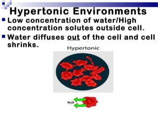 Hypertonic Environments
 Low concentration of water/High
concentration solutes outside cell.
 Water diffuses out of the cell and cell
shrinks.
 
