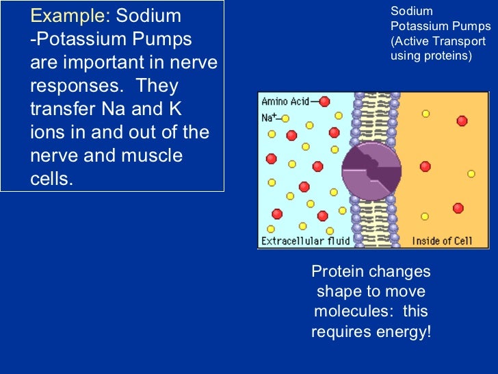 Cell Transport 1 Cell Transport 1