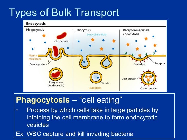 types of cell transport