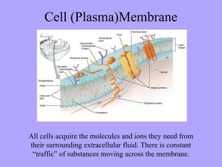 Cell (Plasma)Membrane




All cells acquire the molecules and ions they need from
their surrounding extracellular fluid. There is constant
 “traffic” of substances moving across the membrane.
 