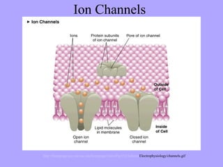 Ion Channels




http://homepage.psy.utexas.edu/homepage/class/Psy332/Salinas/Electrophysiology/channels.gif
 