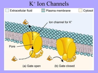 K+ Ion Channels
 
