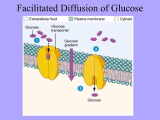 Facilitated Diffusion of Glucose
 