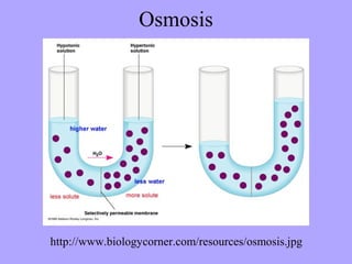 Osmosis




http://www.biologycorner.com/resources/osmosis.jpg
 