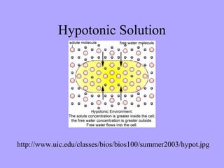 Hypotonic Solution




http://www.uic.edu/classes/bios/bios100/summer2003/hypot.jpg
 