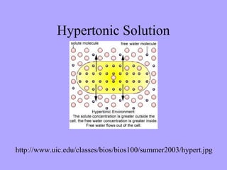Hypertonic Solution




http://www.uic.edu/classes/bios/bios100/summer2003/hypert.jpg
 