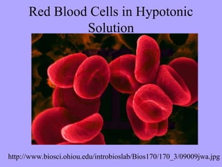 Red Blood Cells in Hypotonic
               Solution




http://www.biosci.ohiou.edu/introbioslab/Bios170/170_3/09009jwa.jpg
 