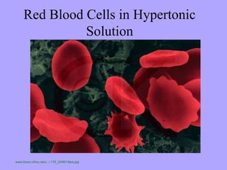 Red Blood Cells in Hypertonic
               Solution




www.biosci.ohiou.edu/.../ 170_3/09014jwa.jpg
 