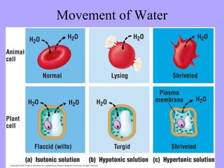 Movement of Water
 