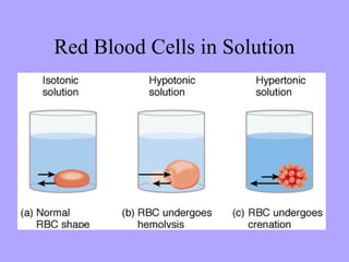 Red Blood Cells in Solution
 
