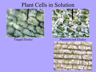Plant Cells in Solution




Turgid Elodea        Plasmolyzed Elodea
 