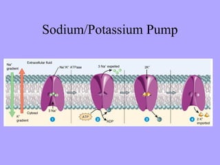 Sodium/Potassium Pump
 