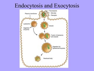 Endocytosis and Exocytosis
 
