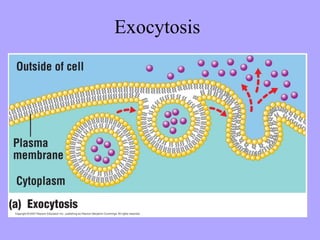 Exocytosis
 