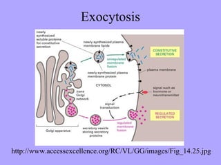 Exocytosis




http://www.accessexcellence.org/RC/VL/GG/images/Fig_14.25.jpg
 