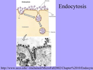 Endocytosis




http://www.uccs.edu/~rmelamed/MicroFall2002/Chapter%2010/Endocyto
 