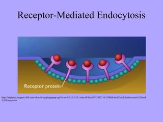 Receptor-Mediated Endocytosis




http://highered.mcgraw-hill.com/olcweb/cgi/pluginpop.cgi?it=swf::535::535::/sites/dl/free/0072437316/120068/bio02.swf::Endocytosis%20and
%20Exocytosis
 