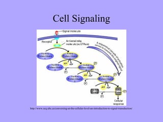 Cell Signaling




http://www.scq.ubc.ca/conversing-at-the-cellular-level-an-introduction-to-signal-transduction/
 