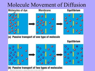 Molecule Movement of Diffusion
 