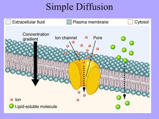 Simple Diffusion
 