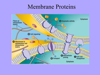 Membrane Proteins
 