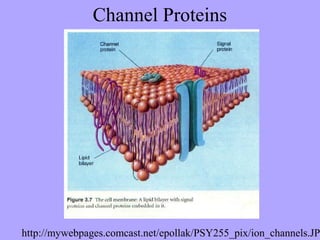 Channel Proteins




http://mywebpages.comcast.net/epollak/PSY255_pix/ion_channels.JP
 