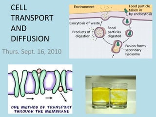 CELL TRANSPORT AND DIFFUSION Thurs. Sept. 16, 2010 