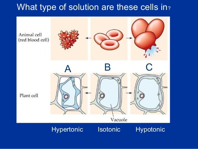 Cell Transport and The Plasma Membrane