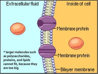 * larger molecules such
as polysaccharides,
proteins, and lipids
cannot fit, because they
are too big
 