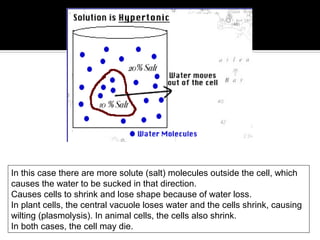 "HYPER" means more




In this case there are more solute (salt) molecules outside the cell, which
causes the water to be sucked in that direction.
Causes cells to shrink and lose shape because of water loss.
In plant cells, the central vacuole loses water and the cells shrink, causing
wilting (plasmolysis). In animal cells, the cells also shrink.
In both cases, the cell may die.
 
