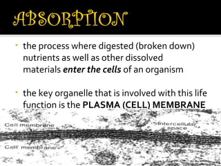 •   the process where digested (broken down)
    nutrients as well as other dissolved
    materials enter the cells of an organism

•   the key organelle that is involved with this life
    function is the PLASMA (CELL) MEMBRANE
 