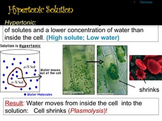 •    Osmosis
                                                Animations for
                                             isotonic, hypertonic,
                                                and hypotonic
                                                   solutions

Hypertonic: The solution has a higher concentration
of solutes and a lower concentration of water than
inside the cell. (High solute; Low water)




                                                  shrinks

Result: Water moves from inside the cell into the
solution: Cell shrinks (Plasmolysis)!
 
