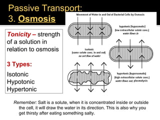 Passive Transport:
3. Osmosis
Tonicity – strength
of a solution in
relation to osmosis

3 Types:
Isotonic
Hypotonic
Hypertonic

  Remember: Salt is a solute, when it is concentrated inside or outside
    the cell, it will draw the water in its direction. This is also why you
    get thirsty after eating something salty.
 