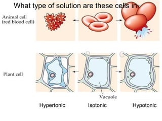 What type of solution are these cells in ?




             A         B           C




        Hypertonic      Isotonic       Hypotonic
 